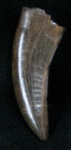 Gorgeous Nanotyrannus Tooth - Montana #12929